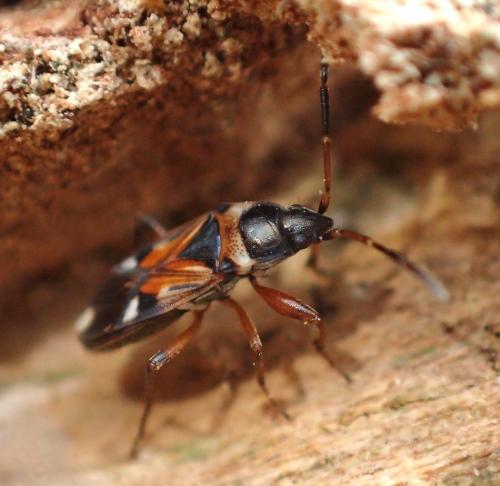Raglius alboacuminatus